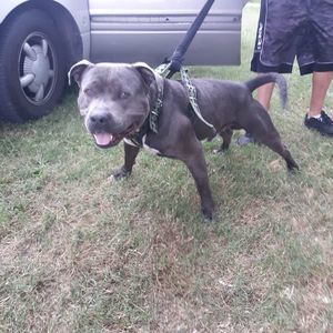 Meet your Posher, Pablo